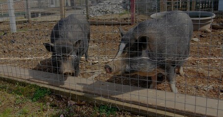 Standing two dark pigs pressing snouts against wire mesh fence in small pen, water trough