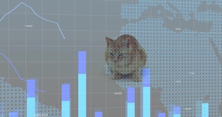 Obraz premium Sitting orange tabby cat overlaying digital dashboard, showing cyan bars and blue line graph