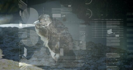 Standing penguin chick perching on textured wet rock at shoreline, showing faint data overlays