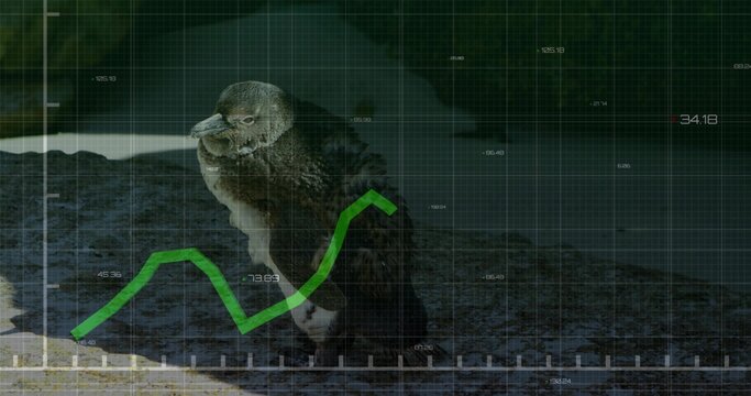 Standing lone penguin tilting head on rocky pebble shoreline, with HUD grid and green graph