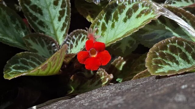 Detailed macro shot of Episcia cupreata plant showing its textured leaves and a small vibrant red flower.
