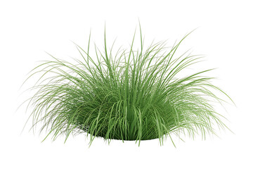Lush Green Ornamental Grass Clump isolated on transparent background