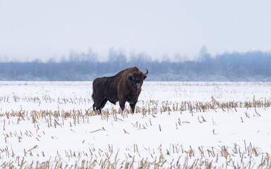 Fototapeta premium European bison in winter, Bison bonasus