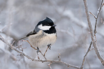 Fototapeta premium Coal tit in winter, Periparus ater