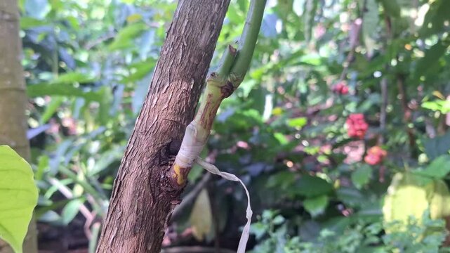 Macro footage focusing on the healed graft union of a coffee plant, demonstrating effective agricultural propagation in a tropical climate.