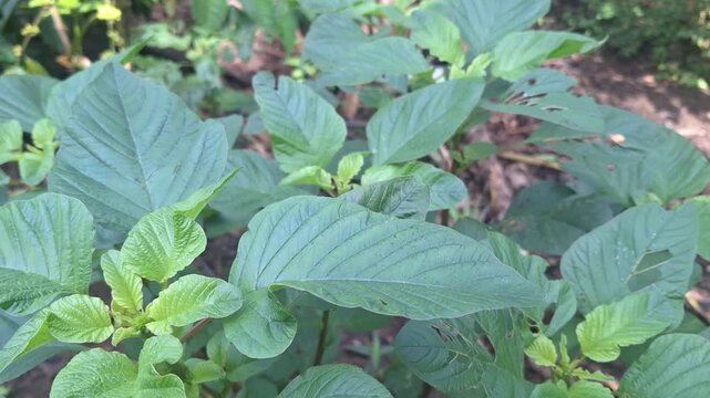 top down of view of lush and healthy green amaranth (spinach) leaves growing vibrantly in an organic vegetable patch.