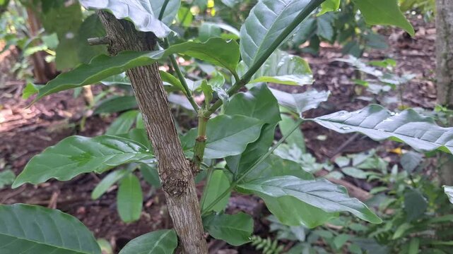 A clear view of a successful coffee tree graft union, showing the integration of a new scion onto a sturdy rootstock to improve crop quality.