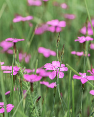Pink wildflowers meadow with soft green background and copy space.