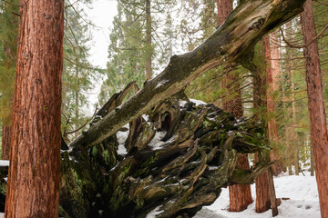 Sequoia National Park in California.The park is notable for its giant sequoia trees. United States