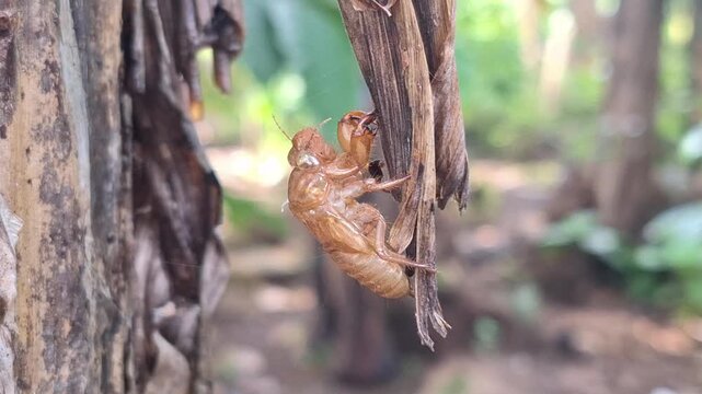 A close up natural discovery of an abandoned cicada exoskeleton (exuviae) clinging to the rough bark of a tree after the molting process.
