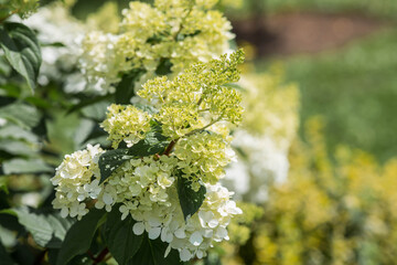 Obraz premium A summer photo or background with flowers. Beautiful landscape in nature with a flowering paniculate hydrangea. Beautiful healthy hydrangeas blooming in pink and white shades.