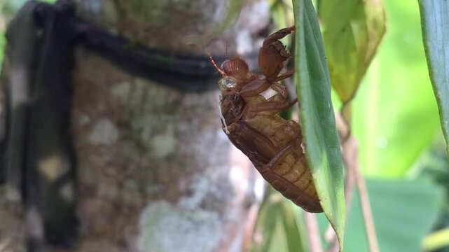 A detailed close-up shot of an empty cicada shell or exuviae left behind on a plant stem after the molting process in a tropical garden.