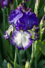 flowering iris plants