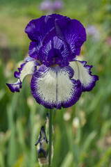 flowering iris plants