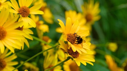 Bumblebee pollinating yellow Heliopsis flowers in nature.