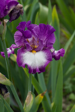 flowering iris plants