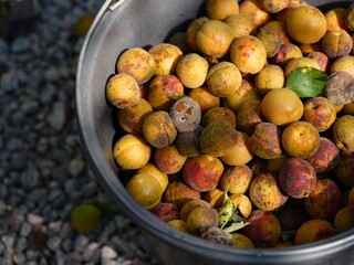 Bucket full of spoiled apricots, covered in brown spots from a fungal infection and some of apricots are rotten.