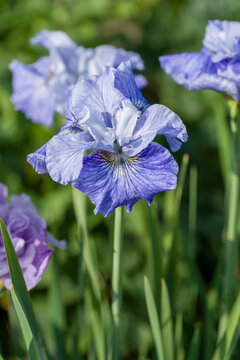 flowering iris plants