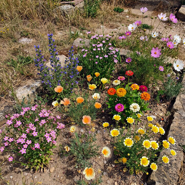 Flower mix for dry soil with Centaury, Cosmos, Eschscholtzia, Layia, Viper's bugloss, and Zinnia
