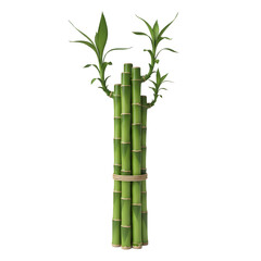 Fototapeta premium Tall bamboo plant with green leaves in white vase on black background.