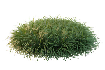 Green ornamental grass bush plant clump foliage texture isolated on transparent background