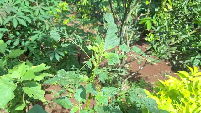 Close-up of green amaranth spinach leaves with significant holes and damage caused by caterpillars, showing the challenges of organic pest control.