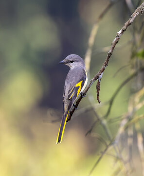 rosy minivet (female) sitting on a tree branch.
