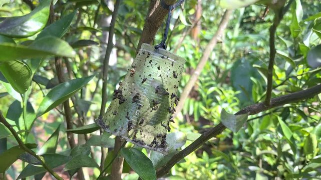 A simple and effective yellow sticky trap or pheromone trap hanging on a citrus tree branch to control fruit fly populations in an orchard.