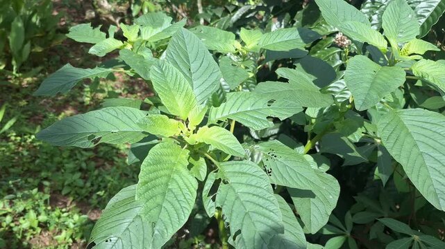 A close-up of healthy green amaranth leaves in a vibrant vegetable garden, showcasing organic farming and fresh produce.
