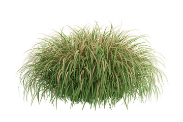 Green ornamental grass bush plant clump isolated on transparent background