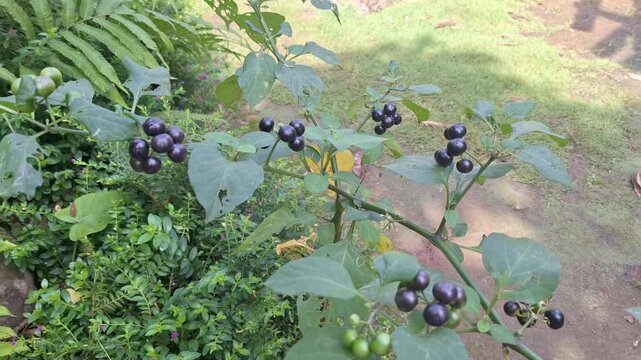 Detailed footage of dark purple to black ripe berries of the Ranti plant (Solanum nigrum) growing among green leaves in a tropical plantation.