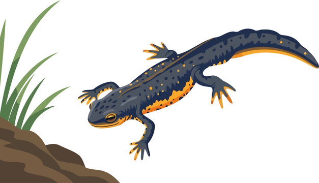 Black and orange newt moving across the ground near grass