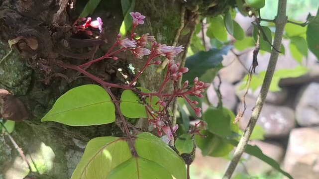 A detailed macro shot of tiny pink Averrhoa carambola (starfruit) flowers blooming in clusters on a tree trunk, surrounded by green leaves.