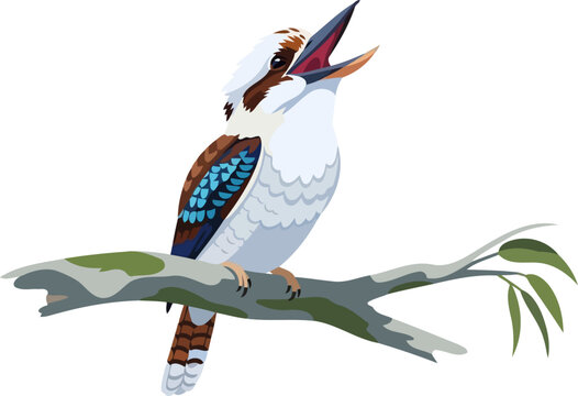 Laughing kookaburra perched on branch with open beak