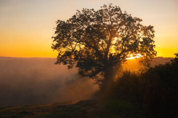 Fototapeta premium Sun rays through tree branches during misty sunset