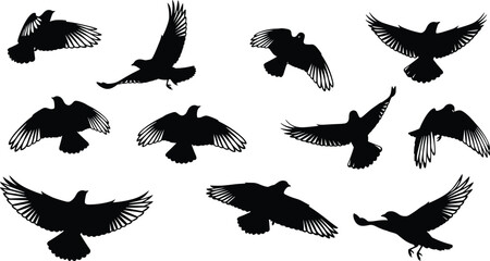 Obraz premium Flying bird silhouette set, black wings spread poses collection, wildlife nature animal illustration isolated on white background, vector design graphic