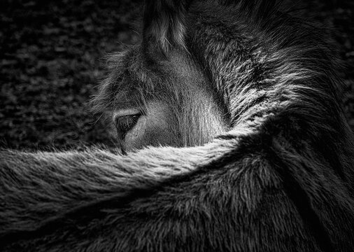 A close up of a donkey now living his last years at a donkey sanctuary.