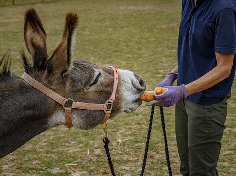A donkey being fed a carrot at a donkey sanctuary where donkeys can live their last years being cared for.