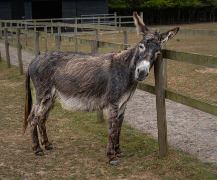 A donkey sanctuary  to care for unwanted working donkeys and those in need of help.
