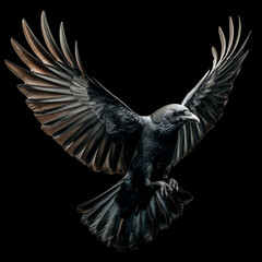 Fototapeta premium Black Raven with Spread Wings Isolated on Dark Background, Symbol of Mystery and Power
