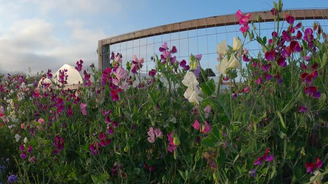Sweet Peas on the Farm 4K UHD.Summer Sweet Peas growing in summertime on a farm.
