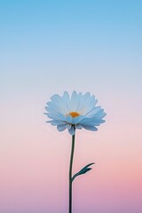Single blue daisy flower with yellow center against pastel gradient sky background for spring and summer designs.