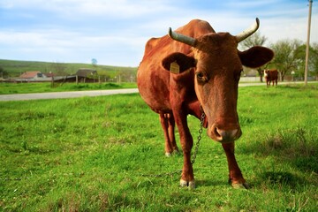 Obraz premium Ð¡ow grazing and walking on green grass.