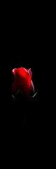 A lone, crimson rosebud piercing through deep, velvety darkness, its edges bathed in sharp, revealing light,  potential,  moody