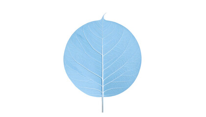 Obraz premium Isolated, semi-transparent pale blue leaf against a stark black background