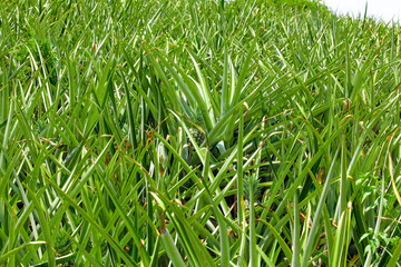 Obraz premium Fresh Pineapple Plants in Hainan Garden Field