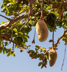 Baobab fruit hanging from tree against blue sky in Cape Verde