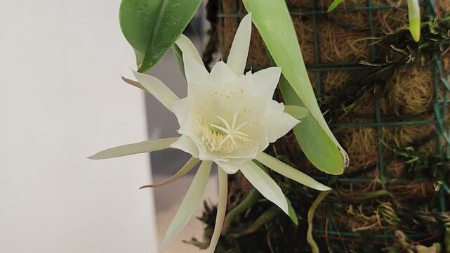 Phyllocactus 이미지 – 찾아보기 3,802 스톡 사진, 벡터 및 비디오 | Adobe Stock