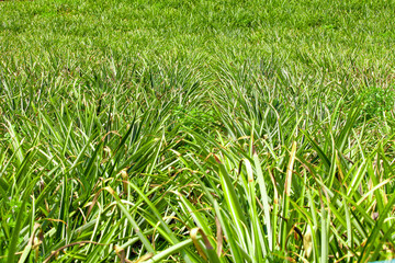 Obraz premium Golden Pineapple Orchard in Hainan - Fruit Picking Farm Field