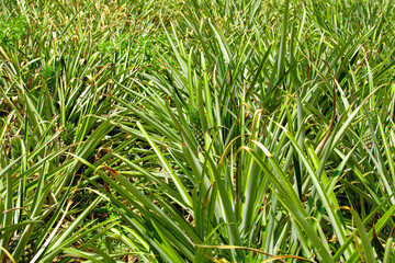 Obraz premium Golden Pineapple Orchard Field in Hainan - Fresh Fruit Farm Plants